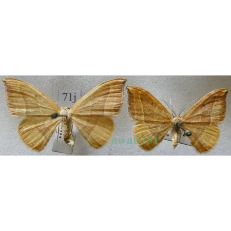 Watsonalla cultraria (Fabricius, 1775) pair Wycinka nożówka Czech71j